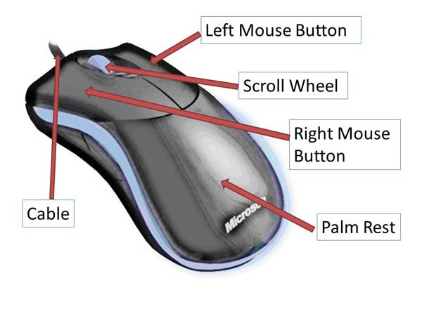 a labelled photo of a mouse showing its main features, the left button at the front left, the right button at the front right, the scroll wheel in the middle, the cable leading from the front and the palm rest